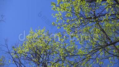 年轻的橡树叶在蓝天上摇曳